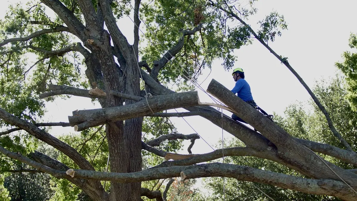Professional Crown Thinning performed by certified arborists in Etowah